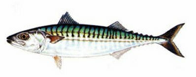 Click here and return to Popular Salt Water Species Home Page!