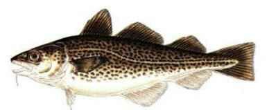 Click here and return to Popular Salt Water Species Home Page!