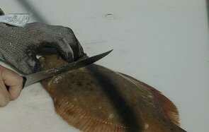 flounder01-295-187.jpg