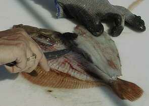 flounder12-295-210.jpg