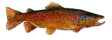 saltwater fishing,bluefish,filet fish,filet,stripers,flounder,sport,fishing,travel,boating,game,state fish,deep sea fishing,service,water,search,e z ty rope clamp,loran program,haywire twist,uniknot,albright knot,half hitch,bowline,clove hitch,anchor bend,sheet bend,clinch knot,Berkley knot,boat ramp,haddock,plav,what,get,state,snell,hook,arbor,palomar knot,codfishing,winter flounder,bony fish in massachusetts,codfish tackle,atlantic cod,flounder fishing,fish in massachusetts,fish recipe,fishing boston,fishing spots,fish in ma,fishing boat,fishing rods,flounder rigs and fishing,massachusettes fishing regulations,pictures,splice,striper general information,strippers,flounder boats,flounder fishing now,habitat,recipes,rope clamp,convert loran td to gps,lures,website,information,about,web,news,find,sites,how,massachusetts,weather,regulations,bass,supplies,fisherman,tides,codfish,mackerel,tackle,marine,loran,dropper loop,gps